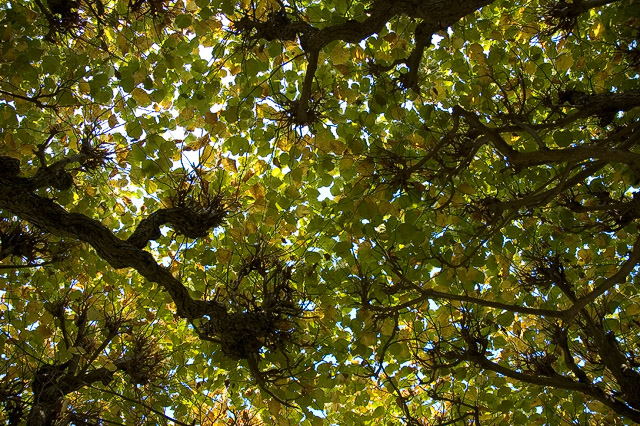 Canopy